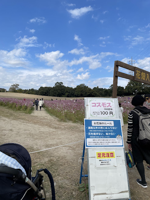 愛知牧場の季節の花畑(コスモス)