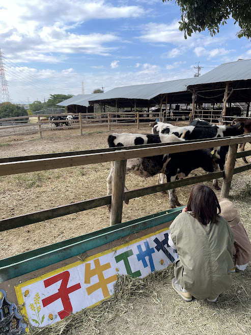 愛知牧場の子牛のえさやり体験