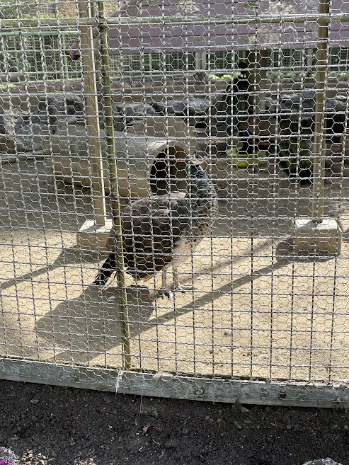 亀城公園の孔雀