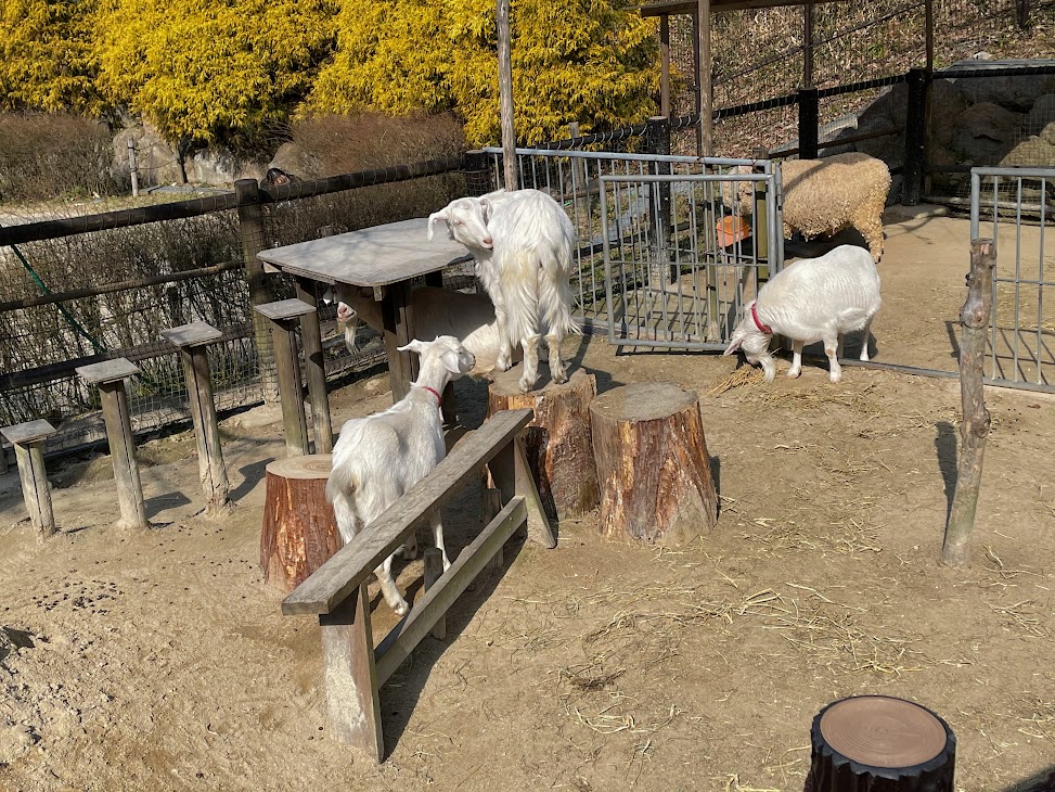 岡崎市東公園動物園の動物ふれあい広場のヤギ
