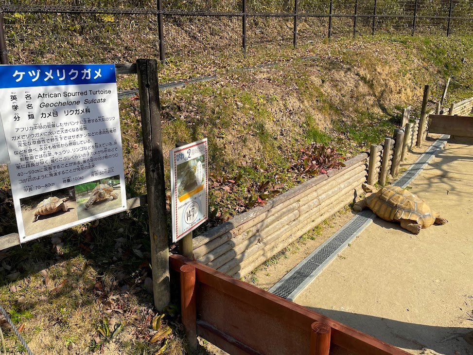 岡崎市東公園動物園のケヅメリクガメ