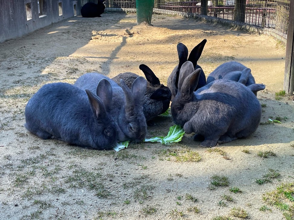 岡崎市東公園動物園の動物ふれあい広場のウサギ