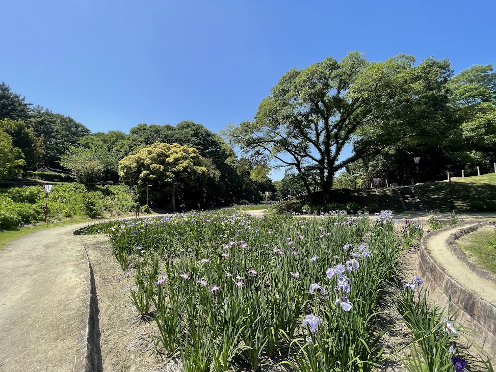 大池公園の花しょうぶ園