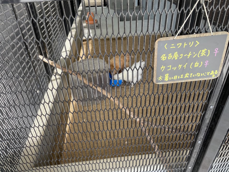 赤塚山公園のアニアニまあるのニワトリ